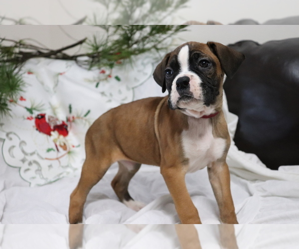 Medium Photo #2 Boxer Puppy For Sale in SHILOH, OH, USA