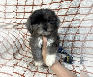 Maltipoo Puppy for sale in FRANKLIN, IN, USA