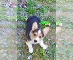 Puppy Joey Pembroke Welsh Corgi