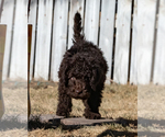 Small Photo #20 Spanish Water Dog Puppy For Sale in SIMLA, CO, USA