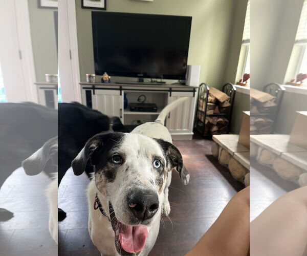 Medium Photo #2 Great Pyrenees-Unknown Mix Puppy For Sale in Woodbury, NY, USA