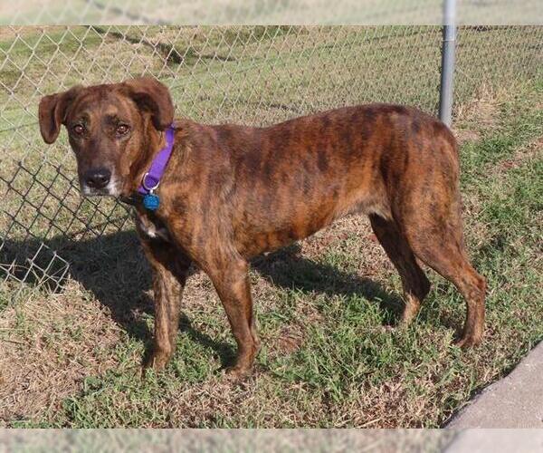 Medium Photo #1 Plott Hound-Unknown Mix Puppy For Sale in Oklahoma City, OK, USA