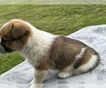 Small #2 Pembroke Welsh Corgi