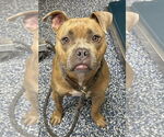 Small #3 American Pit Bull Terrier