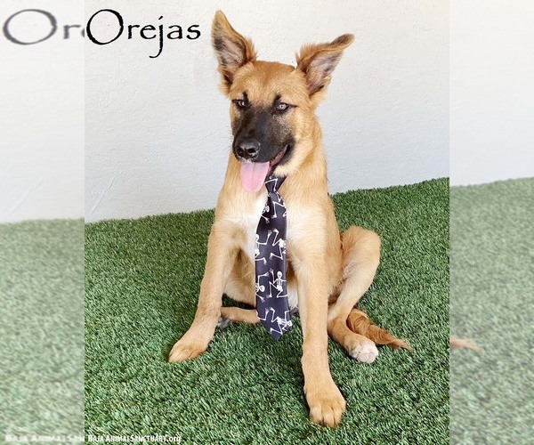 Medium Photo #4 Mutt Puppy For Sale in San Diego, CA, USA