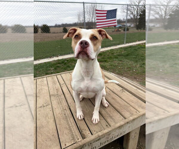 Medium Photo #4 American Staffordshire Terrier Puppy For Sale in Pierceton , IN, USA