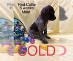 Small Photo #4 German Shorthaired Pointer Puppy For Sale in VISALIA, CA, USA