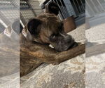 Small Photo #12 Boxer Puppy For Sale in  Katy, TX, USA