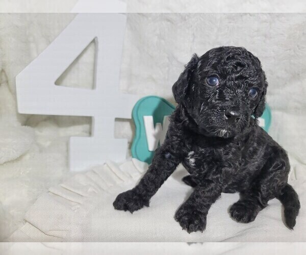 Medium Photo #17 Goldendoodle (Miniature) Puppy For Sale in LANETT, AL, USA