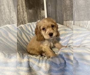 Cocker Spaniel Puppy for sale in CANOGA, NY, USA