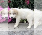 Small #3 Great Pyrenees