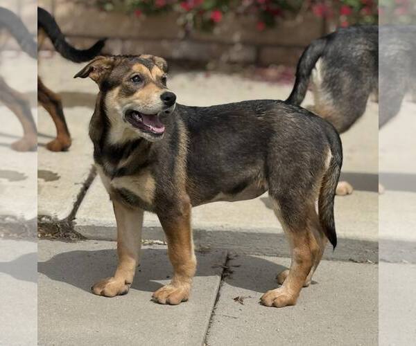 Medium Photo #5 Mutt Puppy For Sale in La Verne, CA, USA