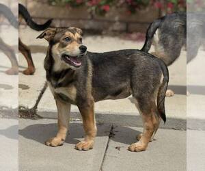Katara - Female Mutt Dog for Adoption - Photo #5