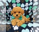 Small Photo #6 Bichpoo Puppy For Sale in NOTTINGHAM, PA, USA