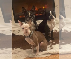 Mother of the French Bulldog puppies born on 03/23/2025