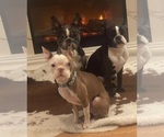 Small Photo #1 French Bulldog Puppy For Sale in DAVISON, MI, USA