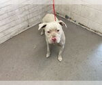 Small American Pit Bull Terrier