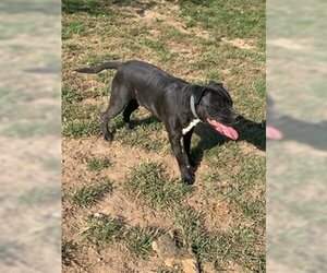 Deitz - Male Bulloxer Dog for Adoption - Photo #20