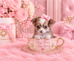 Financing - Female Chihuahua Puppy for Sale - Photo #16
