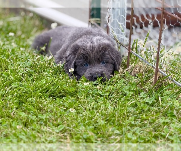 Medium Photo #2 Newfoundland Puppy For Sale in BRADYVILLE, TN, USA