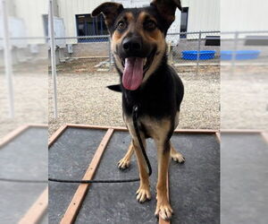 German Shepherd Dog-Unknown Mix Dogs for adoption in Palmetto, FL, USA