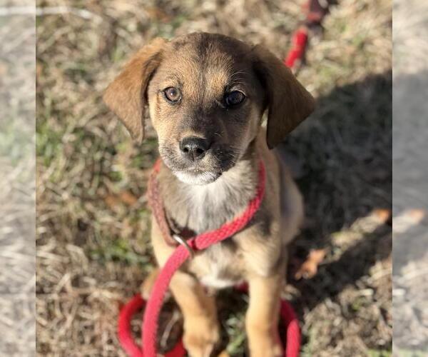 Medium Photo #1 Labrador Retriever-Unknown Mix Puppy For Sale in Yardley, PA, USA