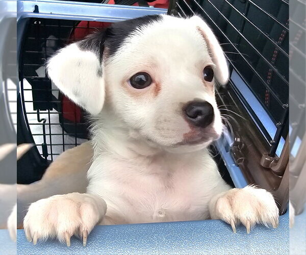Medium Photo #2 Chihuahua-Unknown Mix Puppy For Sale in Olalla, WA, USA