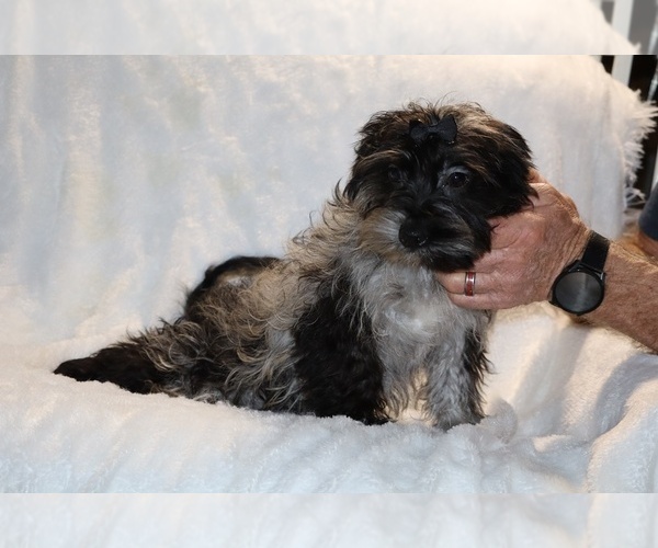 Medium Photo #16 Yorkiepoo mix (+ Poodle Toy) Puppy For Sale in DYERSBURG, TN, USA