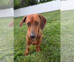 Small #2 Dachshund