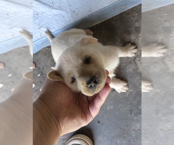 Medium Photo #19 Labrador Retriever Puppy For Sale in REXFORD, NY, USA