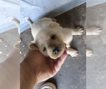 Small #18 Labrador Retriever