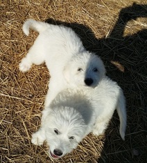 Great Pyrenees-Komondor Mix Puppy for sale in GERALD, MO, USA