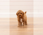 Puppy Blitz Poodle (Miniature)