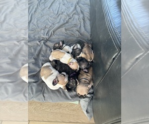 French Bulldog Puppy for sale in AMERICAN FORK, UT, USA
