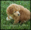 Small Photo #2 Poodle (Miniature) Puppy For Sale in COPPOCK, IA, USA