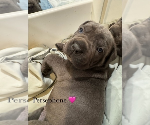 Medium Photo #15 Cane Corso Puppy For Sale in COLONIAL HEIGHTS, VA, USA