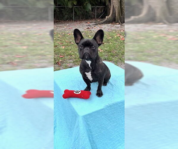 Medium Photo #6 French Bulldog Puppy For Sale in Weston, FL, USA