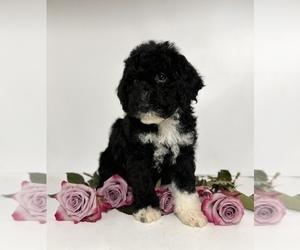 Miniature Bernedoodle Puppy for Sale in HERNANDO, Florida USA