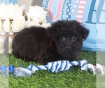 Small #1 Yorkipoo