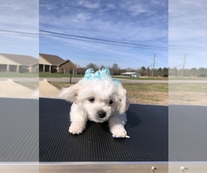Maltese Puppy for Sale in HARVEST, Alabama USA