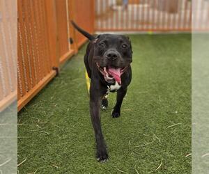 HOPE - Female Mutt Dog for Adoption - Photo #2
