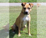 Small Boxer Mix