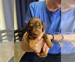 Small #25 Dachshund