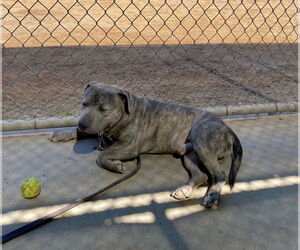 Harold - Male Dachshund-Unknown Mix Dog for Adoption - Photo #5