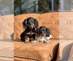 Small Photo #1 Dachshund Puppy For Sale in NILES, MI, USA