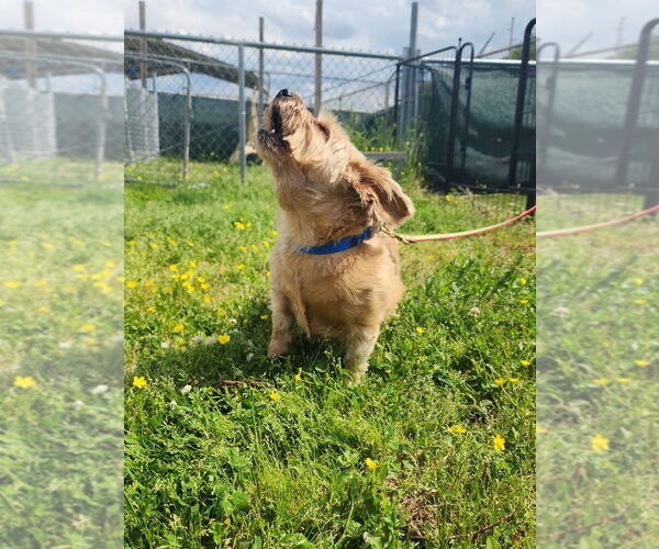 Medium Photo #2 Mutt Puppy For Sale in Evansville, IN, USA