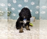 Small #2 Bernedoodle (Miniature)