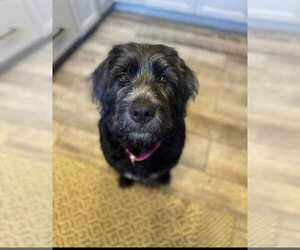 Goldendoodle Dogs for adoption in Anchorage, AK, USA