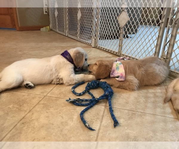 Medium Photo #30 Golden Retriever Puppy For Sale in WEBSTER CITY, IA, USA