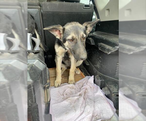 Medium Photo #1 German Shepherd Dog Puppy For Sale in Stockton, CA, USA